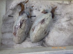 コウイカ