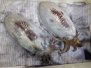 コウイカ