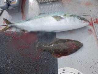 ハマチ(ブリ)・ヒラメ