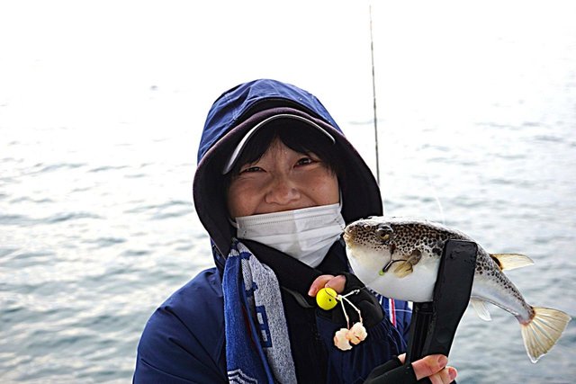 ショウサイフグ