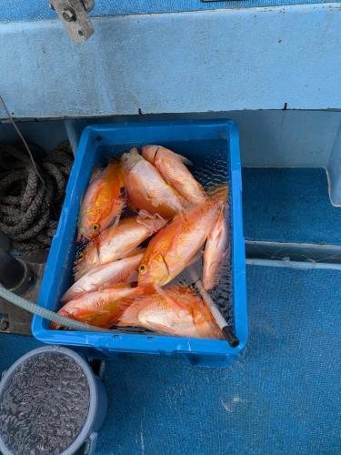 アカアブラメ(アカイサキ)