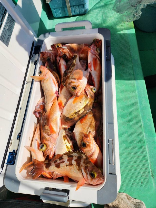 オキメバル(ウスメバル)