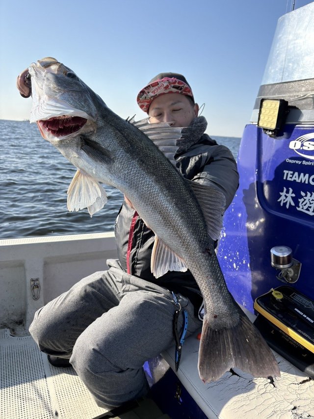 シーバス(スズキ)