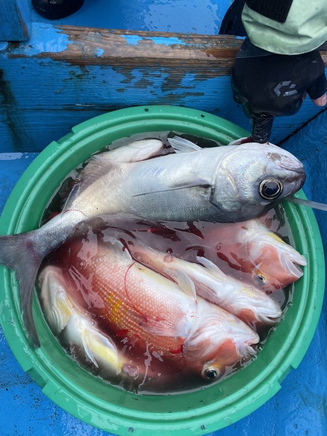 アマダイ(アカアマダイ)