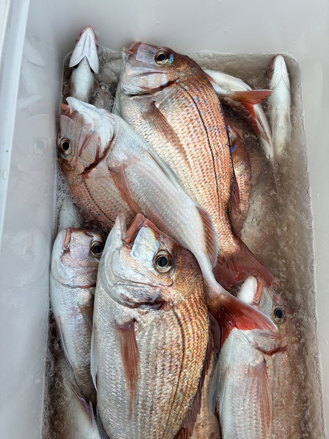 ハナダイ(チダイ)