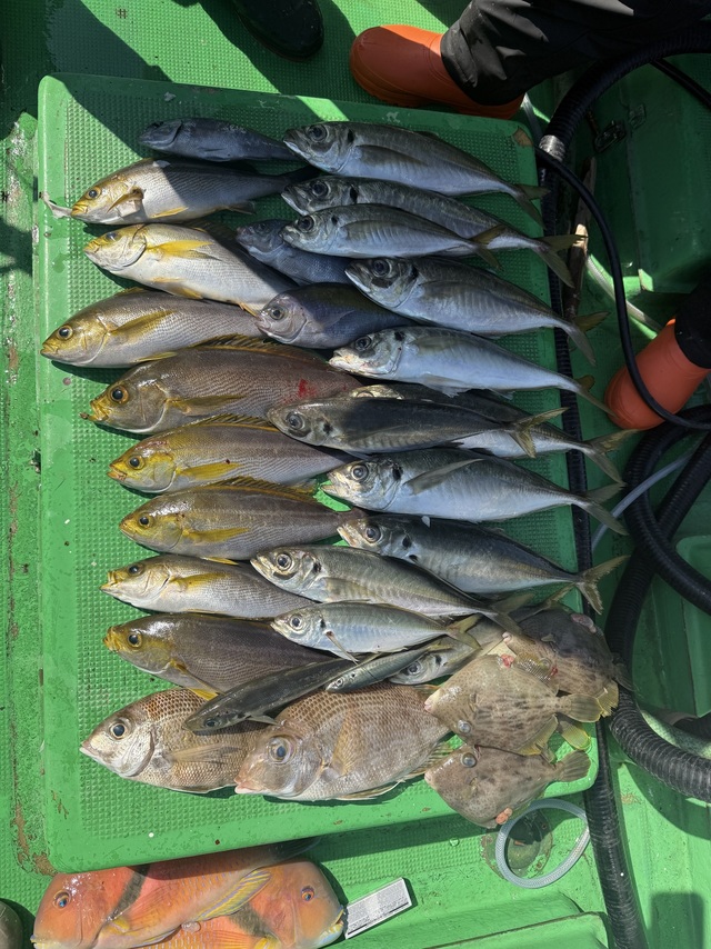 マアジ・メイチダイ・イサギ(イサキ)