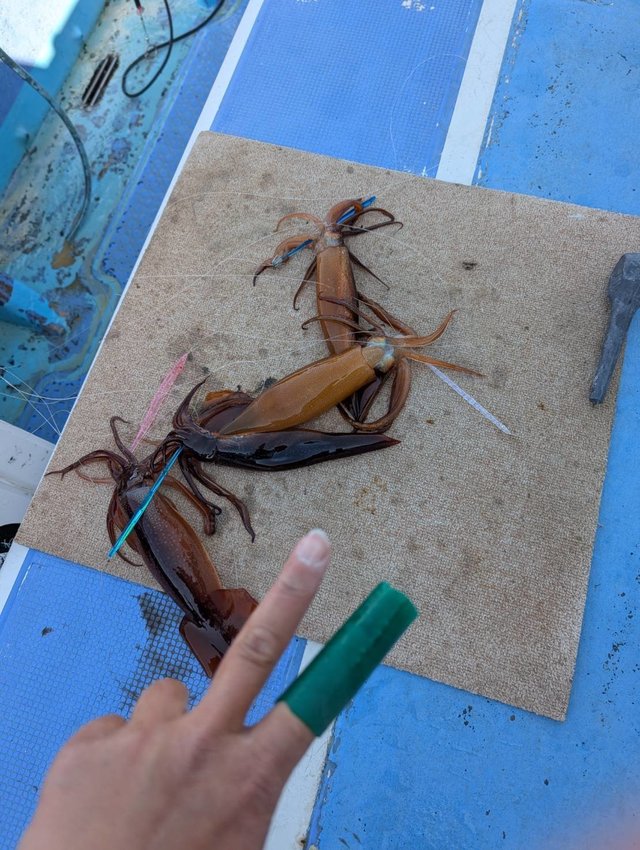 スルメ(スルメイカ)