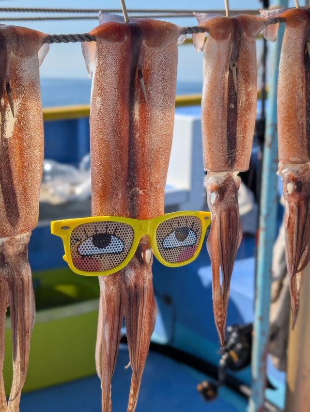 スルメ(スルメイカ)