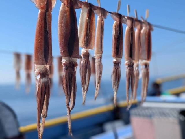 スルメ(スルメイカ)