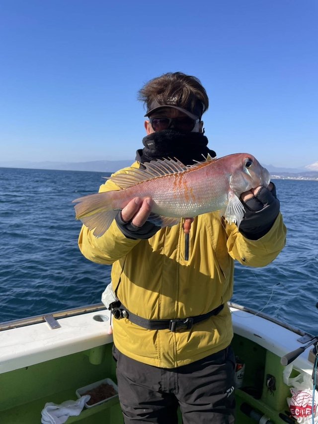 アマダイ(アカアマダイ)