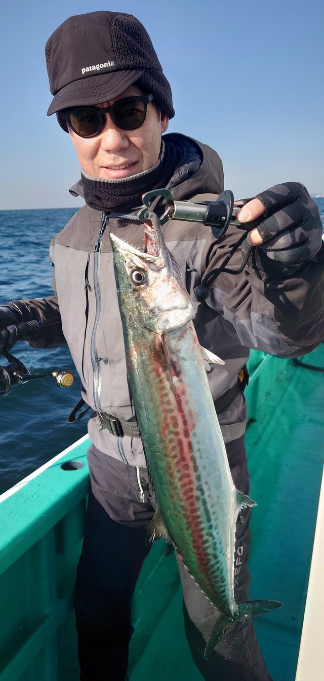 サゴシ(サワラ)