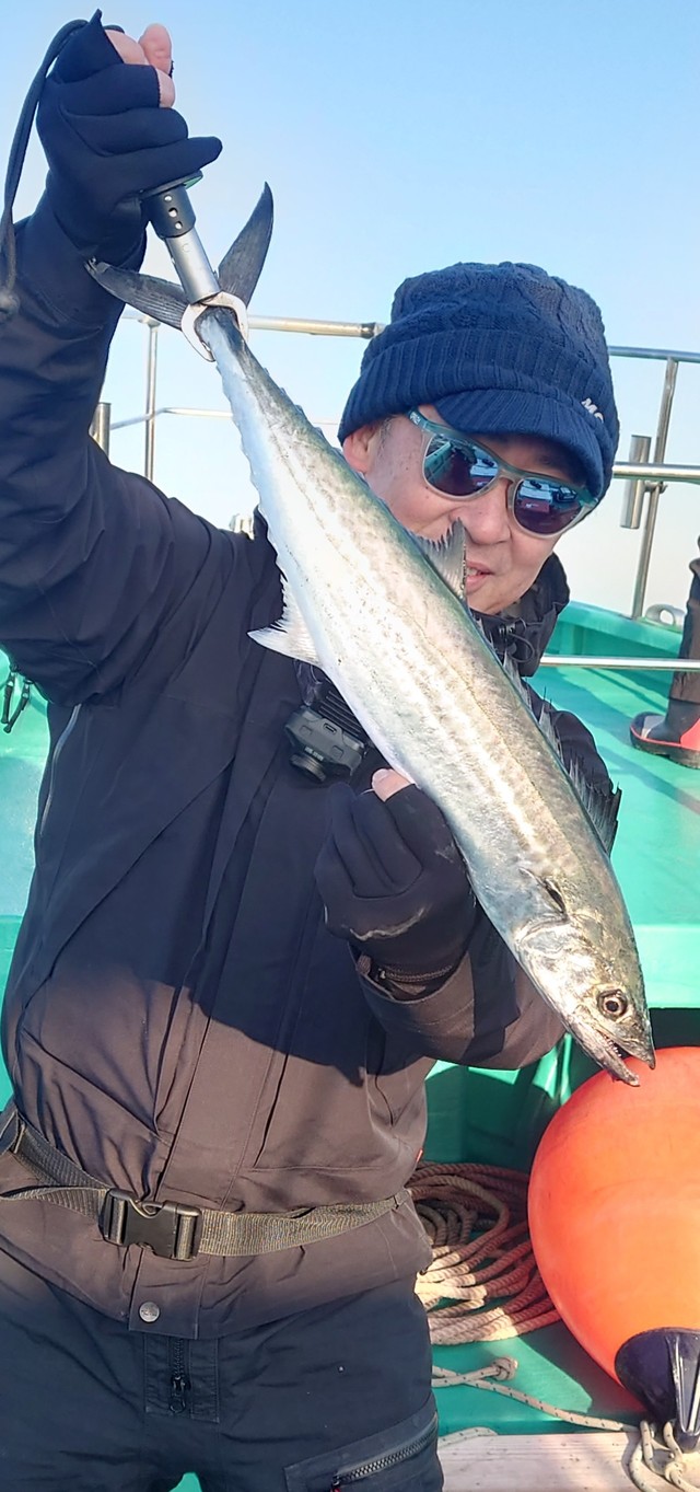 サゴシ(サワラ)