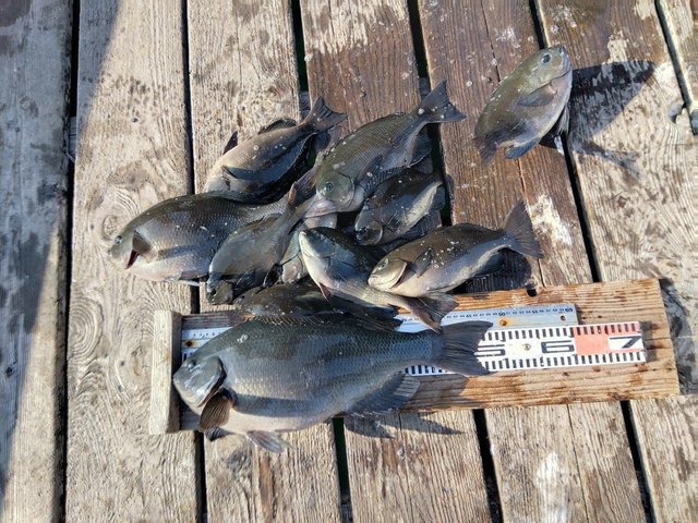 クチブトグレ(メジナ)