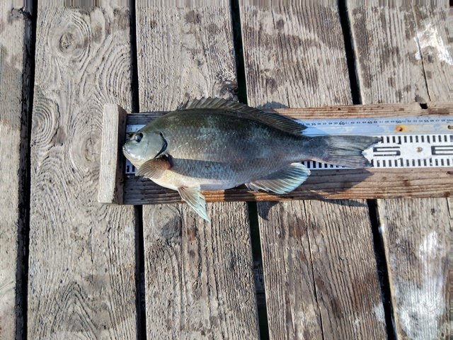 クチブトグレ(メジナ)