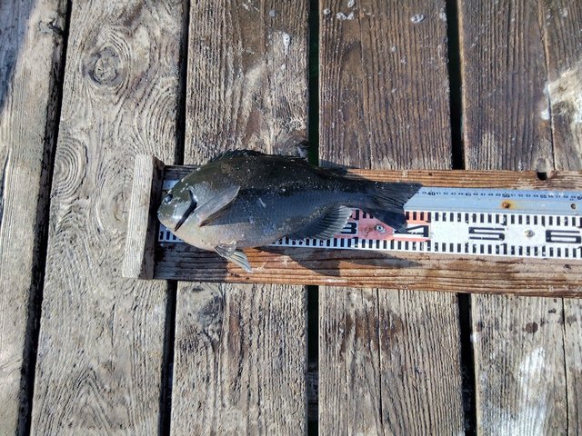 クチブトグレ(メジナ)