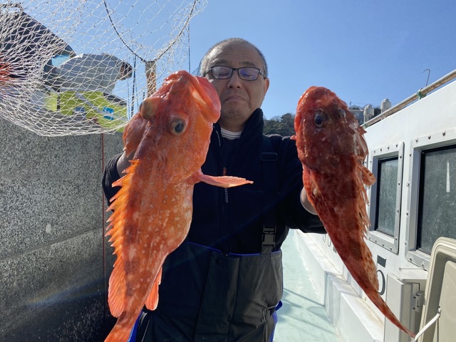 カンコ(ウッカリカサゴ)