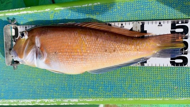 アマダイ(アカアマダイ)