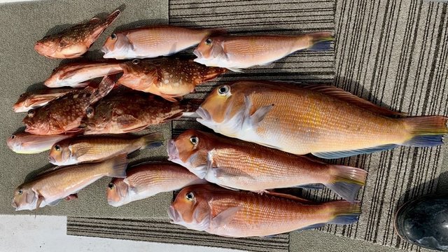 アマダイ(アカアマダイ)