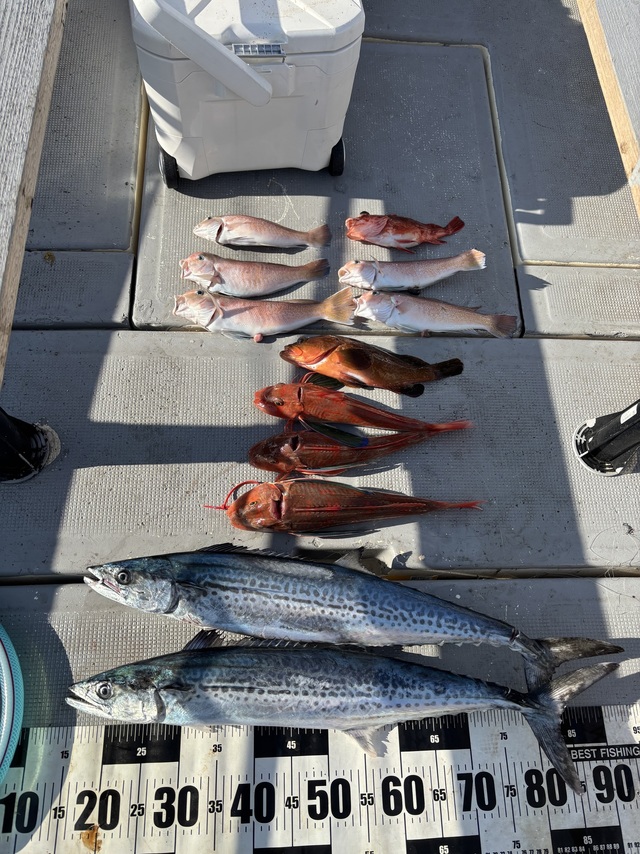 アコウ(キジハタ)・シロアマダイ・サゴシ(サワラ)・ホウボウ