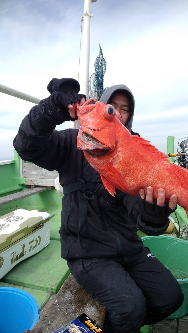 ベニアコウ(オオサガ)