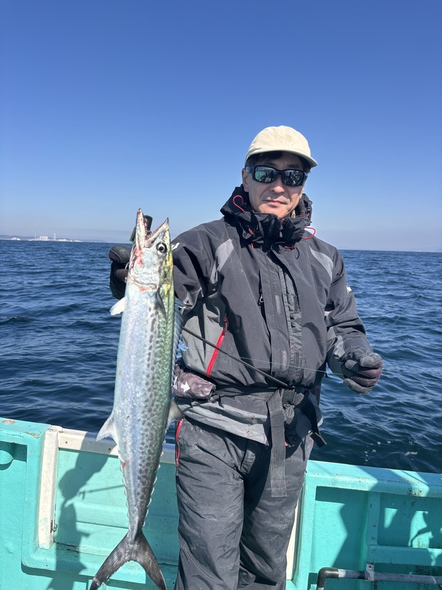 サゴシ(サワラ)