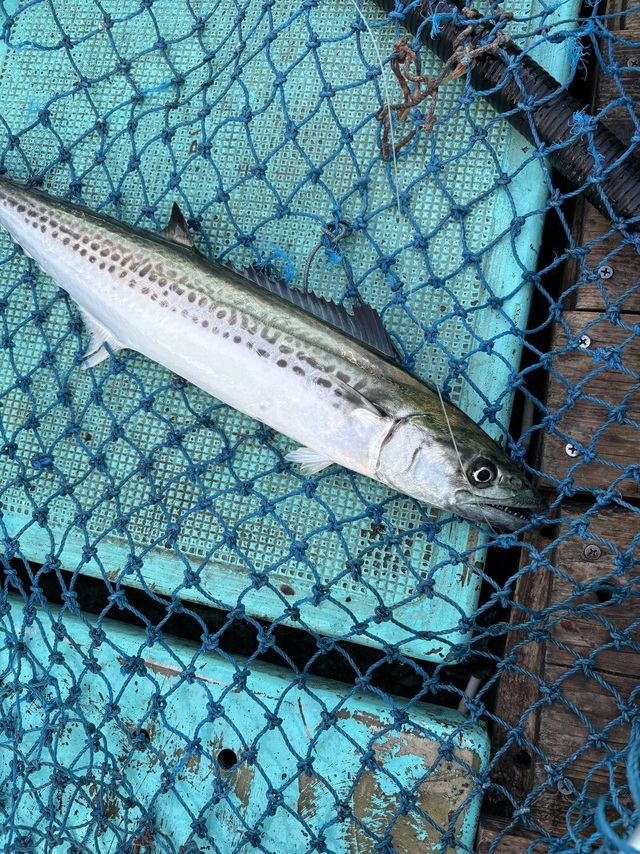 サゴシ(サワラ)