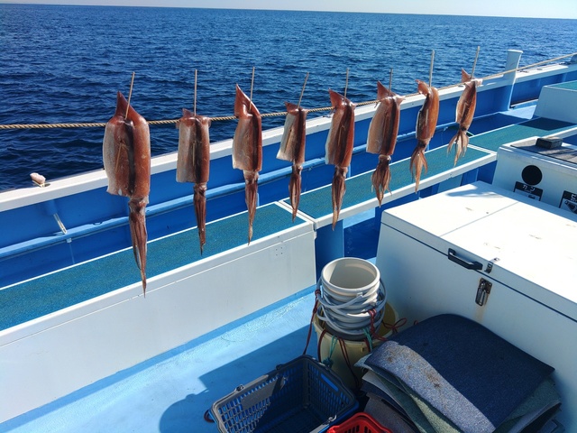 スルメ(スルメイカ)