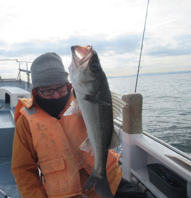 シーバス(スズキ)