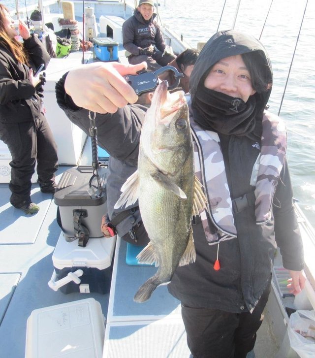 シーバス(スズキ)