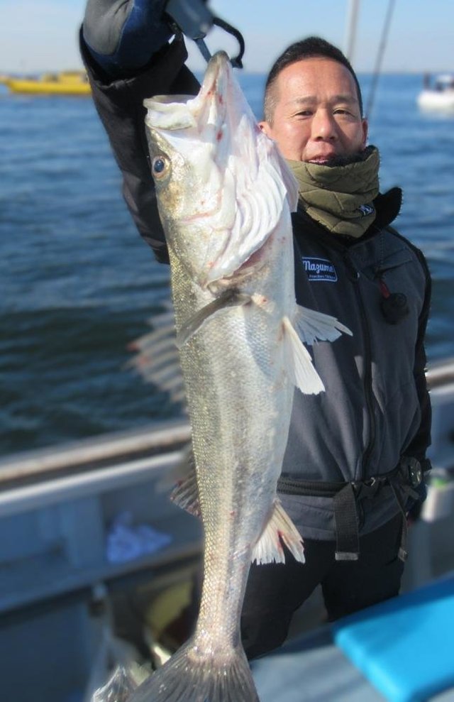 シーバス(スズキ)