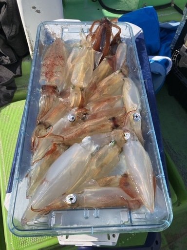 マルイカ(ケンサキイカ)