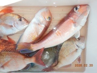 マダイ・アマダイ(アカアマダイ)