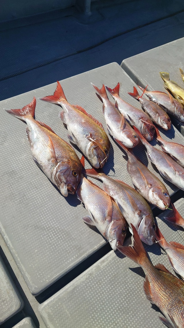 マダイ・アオナ(アオハタ)