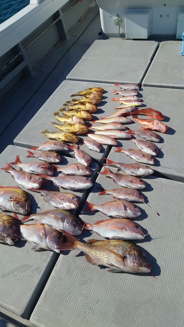 マダイ・アオナ(アオハタ)