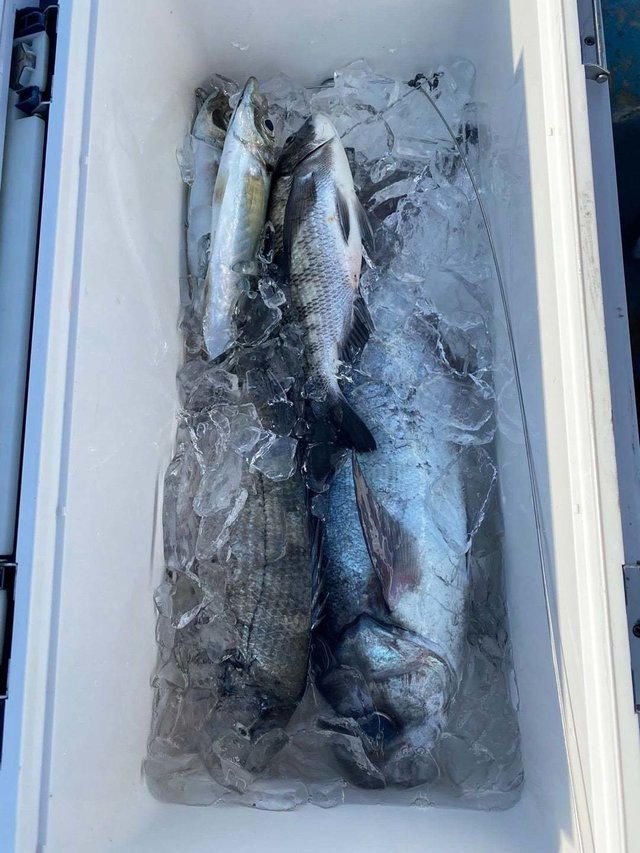 クロダイ・メダイ