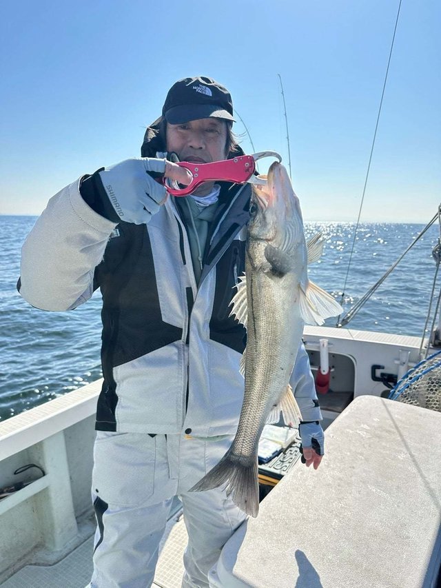 シーバス(スズキ)