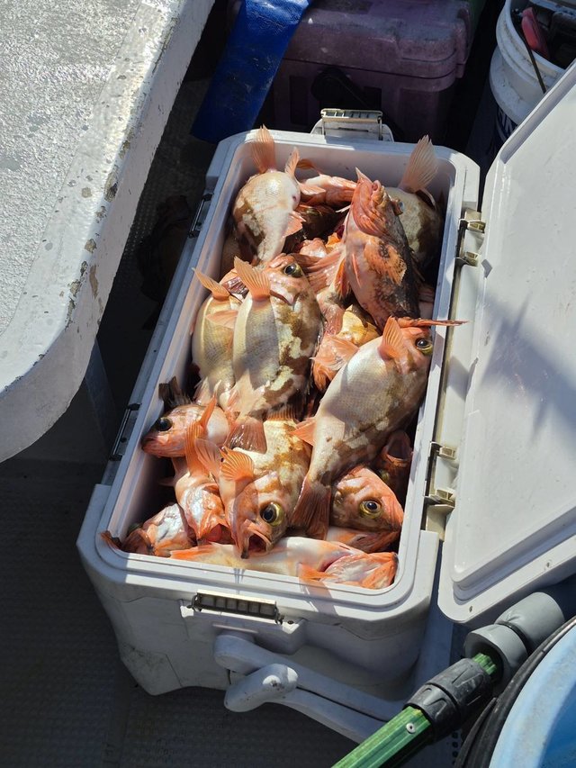 オキメバル(ウスメバル)