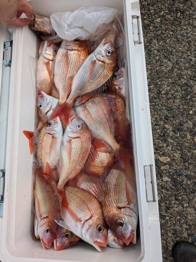 ハナダイ(チダイ)