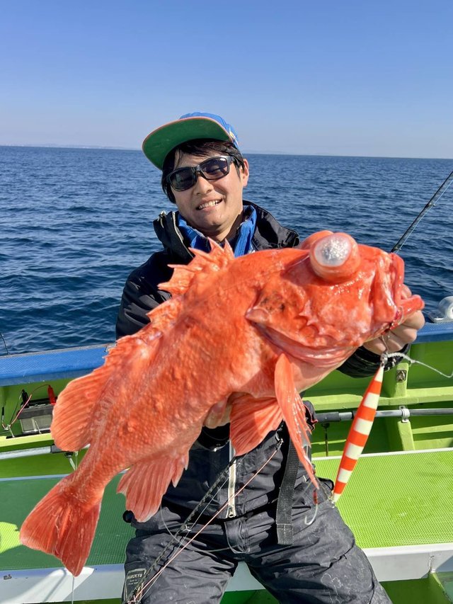 アコウ(キジハタ)