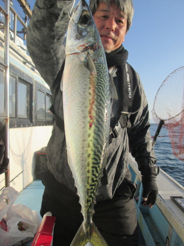 サバ(ゴマサバ)