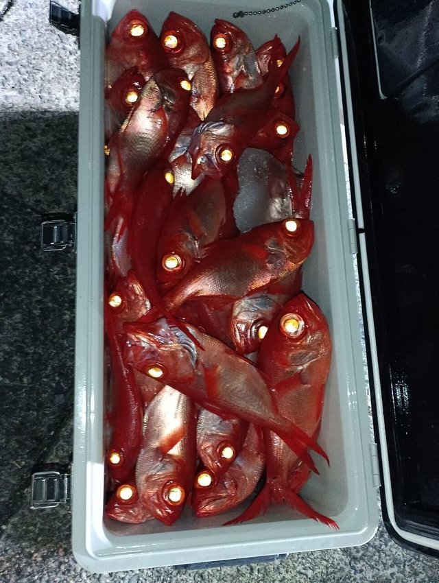 キンメ(キンメダイ)