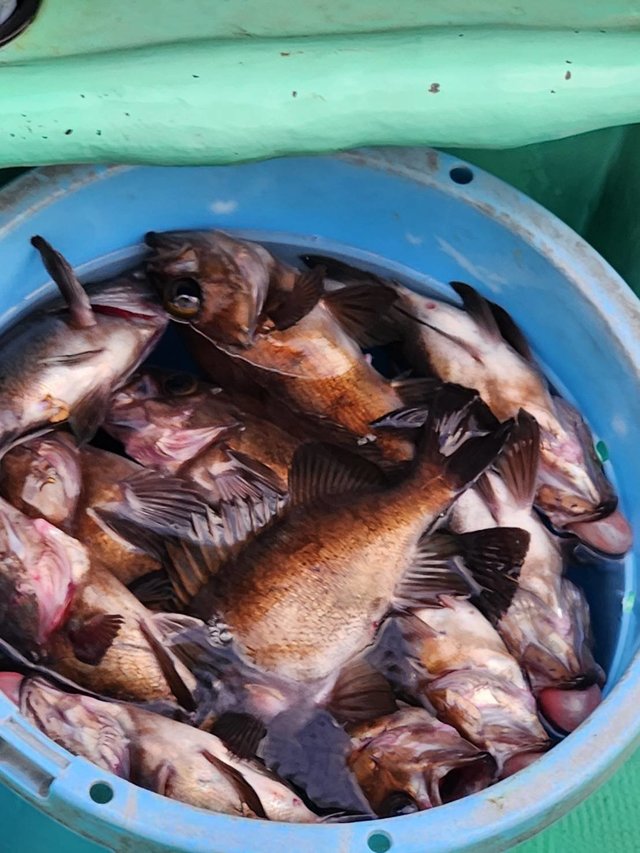 クロメバル(メバル)