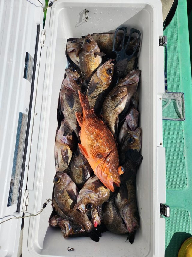 クロメバル(メバル)