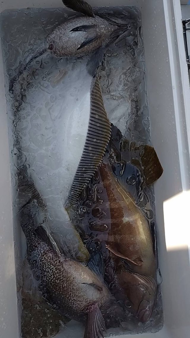 マハタ・ヒラメ