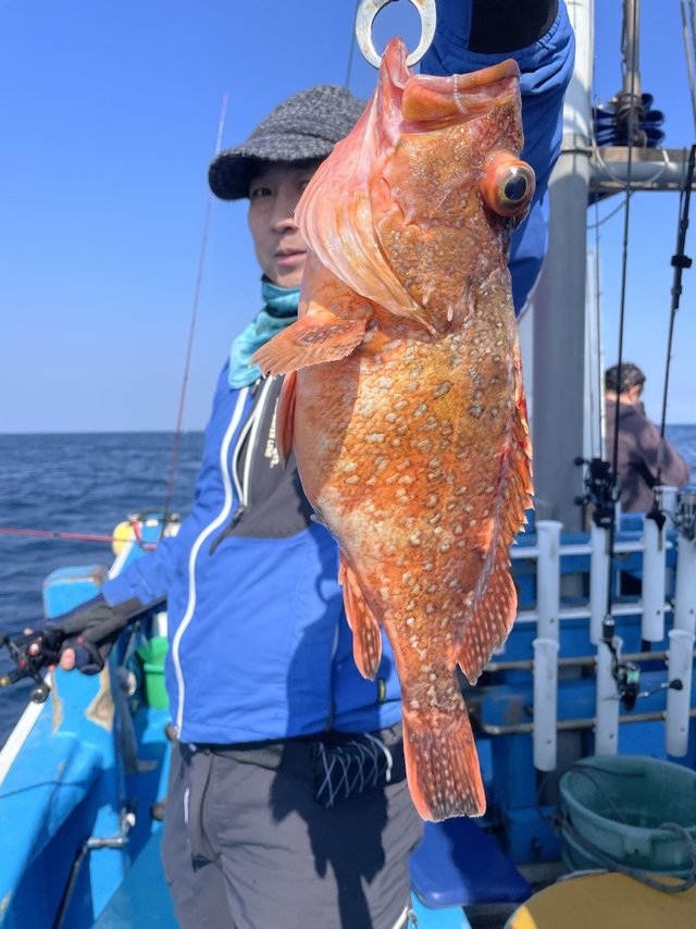 ウッカリカサゴ