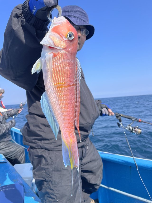 アマダイ(アカアマダイ)