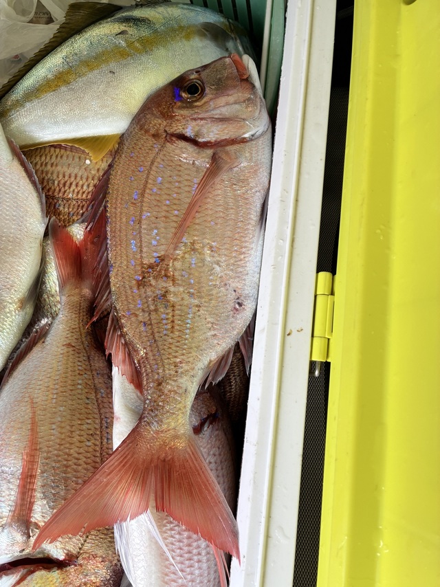 ハナダイ(チダイ)