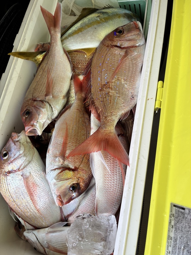 ハナダイ(チダイ)