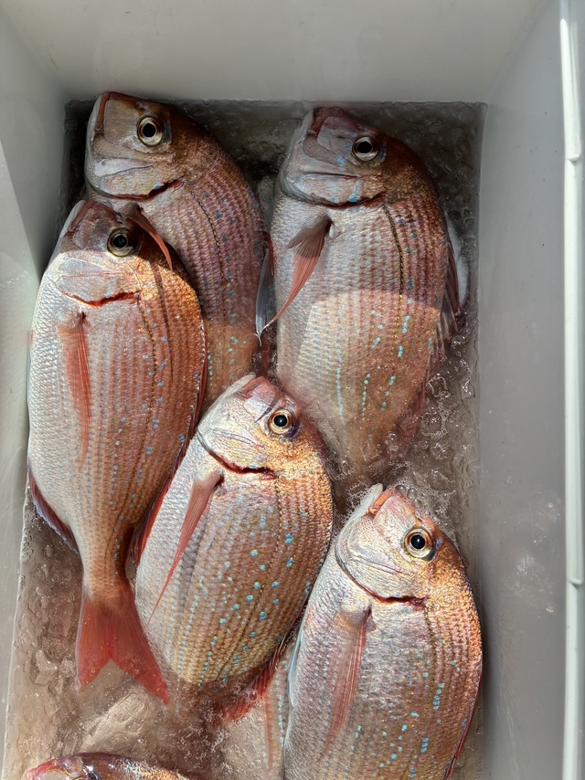 ハナダイ(チダイ)