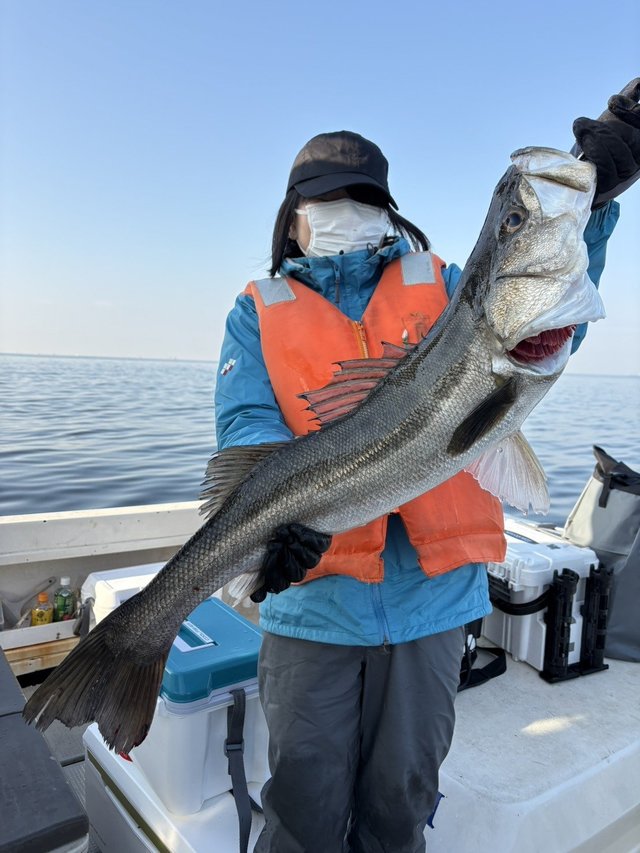 シーバス(スズキ)